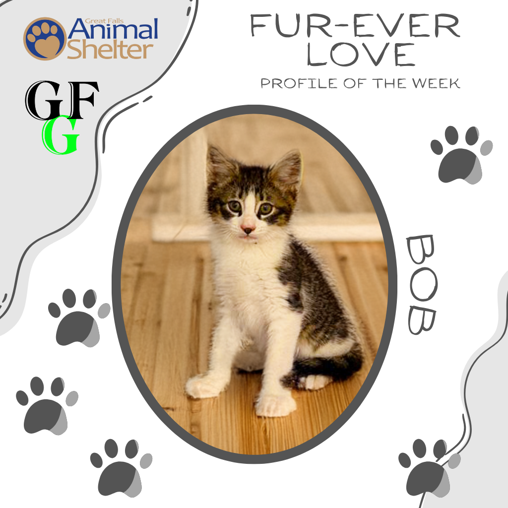 Fur-Ever Love - Bob