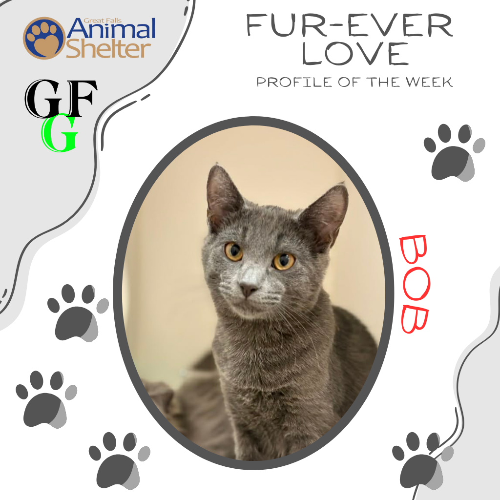 Fur-Ever Love - Bob