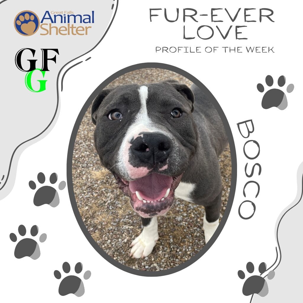 Fur-Ever Love - Bosco