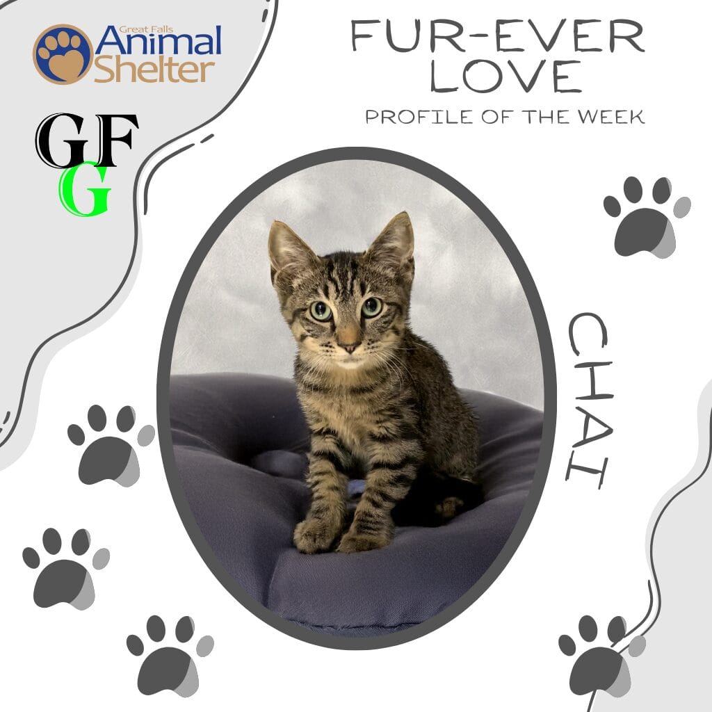Fur-Ever Love - Chai