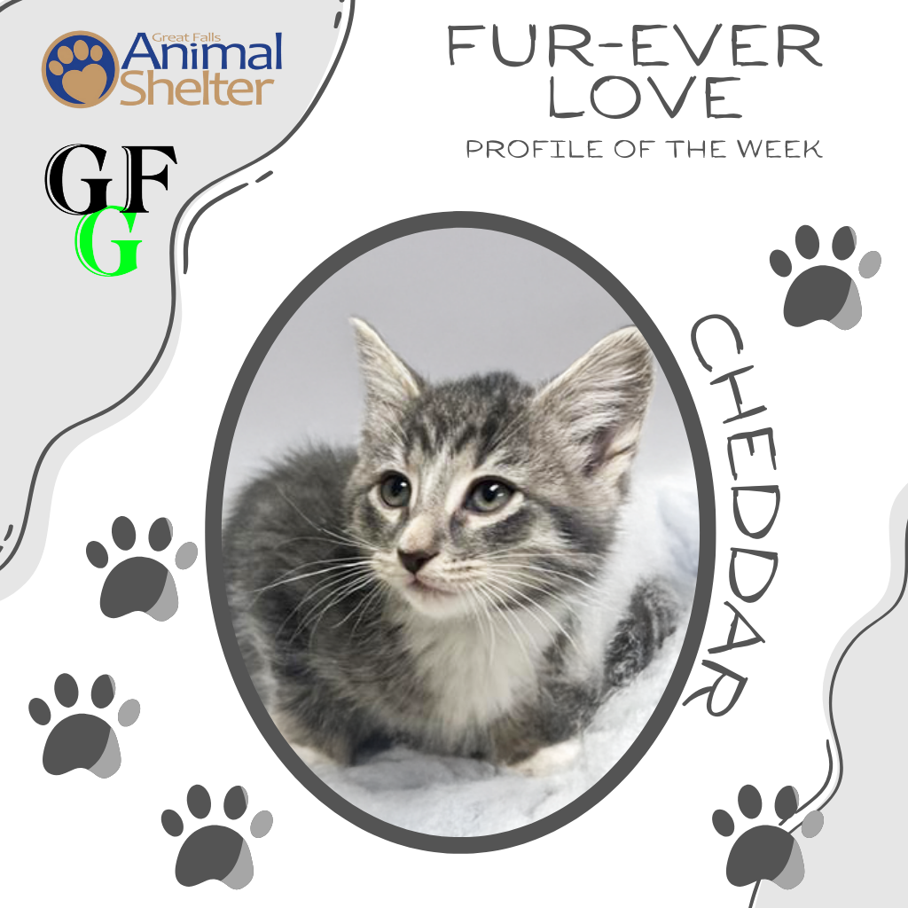 Fur-Ever Love - Cheddar