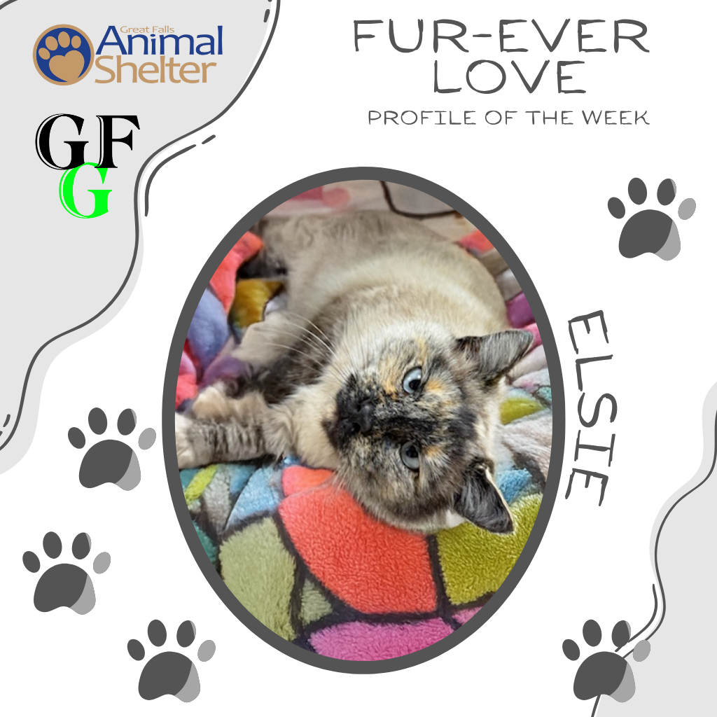 Fur-Ever Love - Elsie