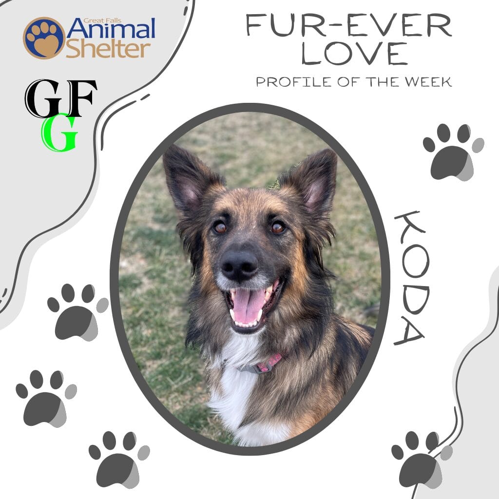 Fur-Ever Love - Koda