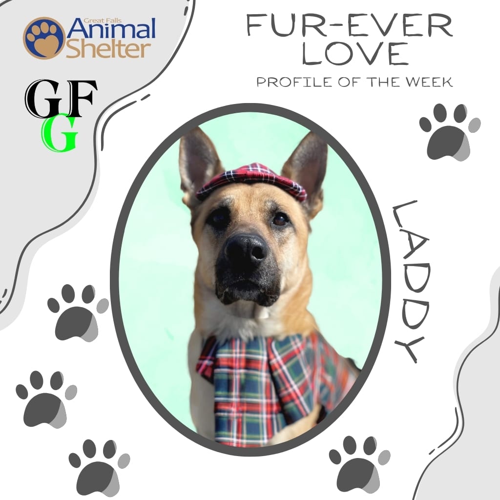 Fur-Ever Love - Laddy