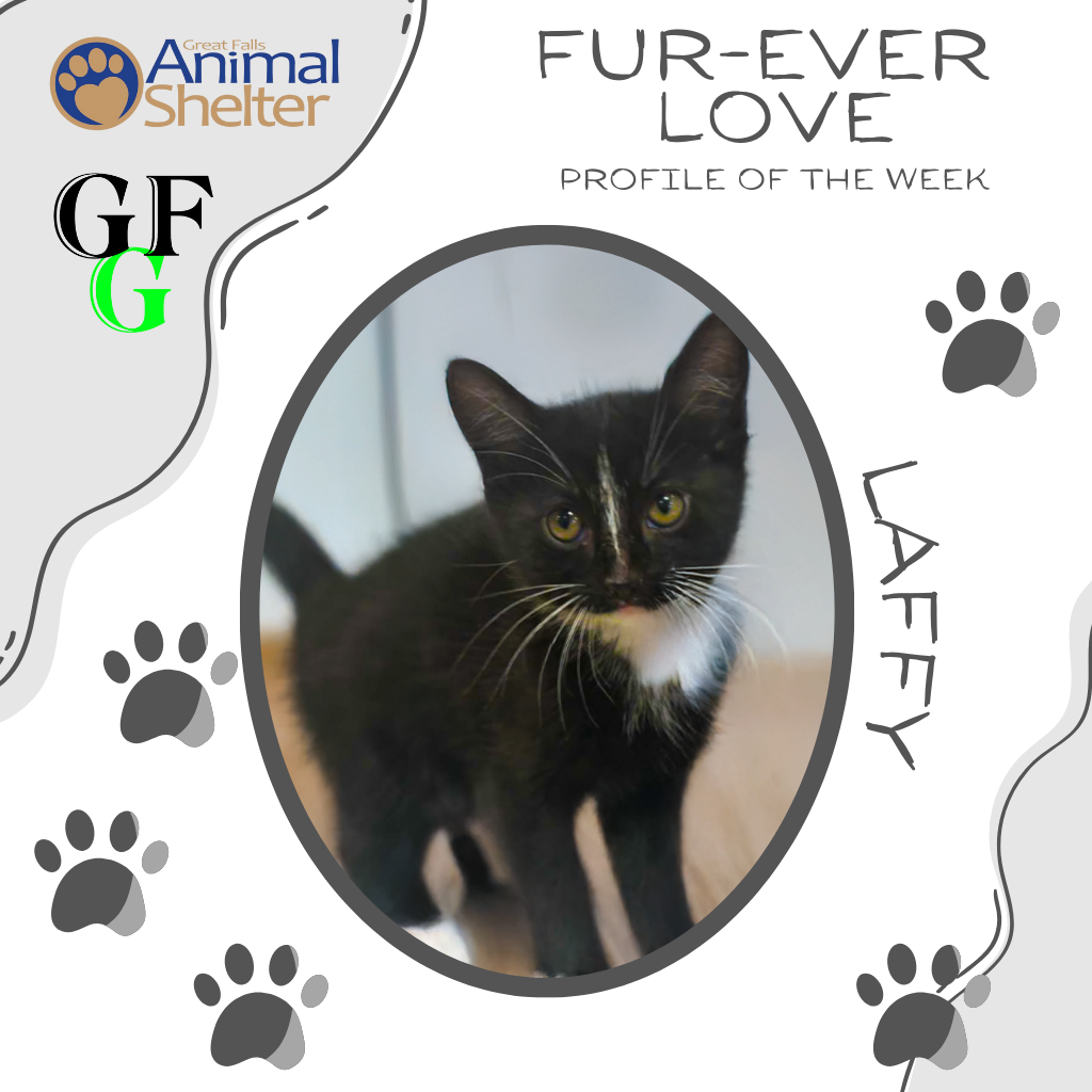 Fur-Ever Love - Laffy