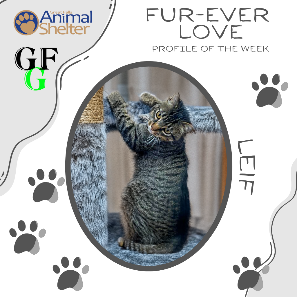 Fur-Ever Love - Leif