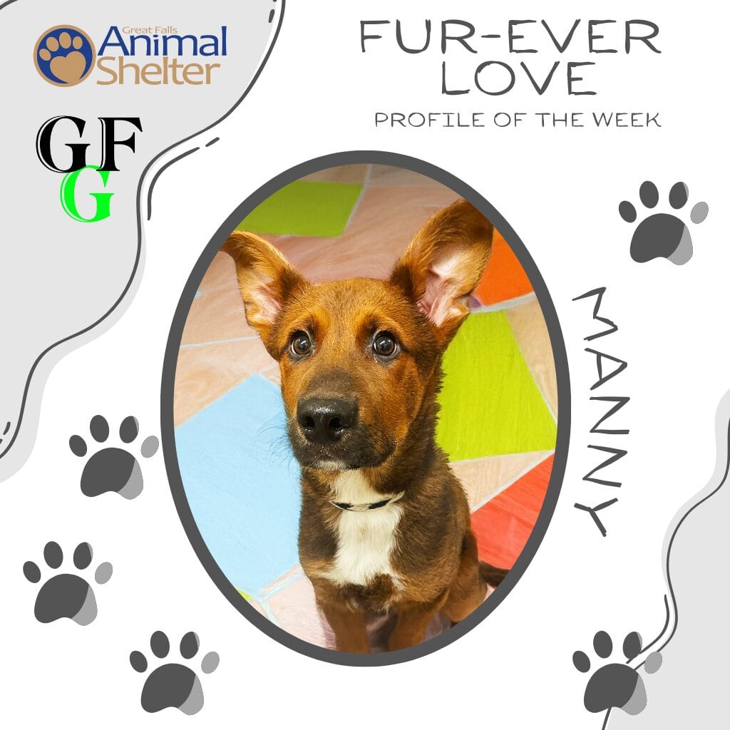 Fur-Ever Love - Manny