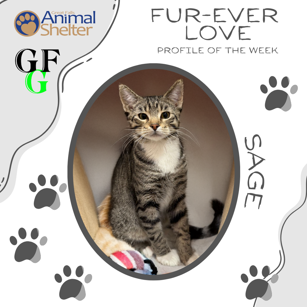 Fur-Ever Love - Sage