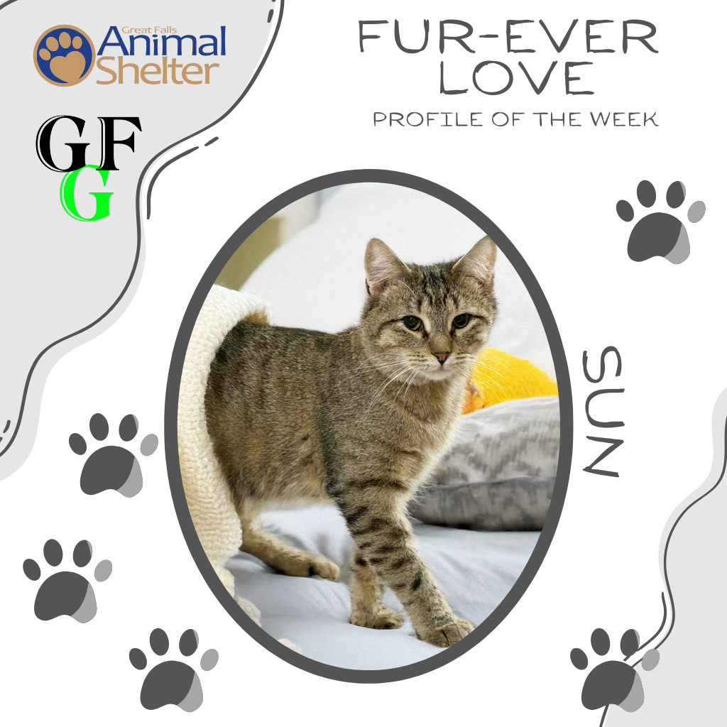 Fur-Ever Love - Sun