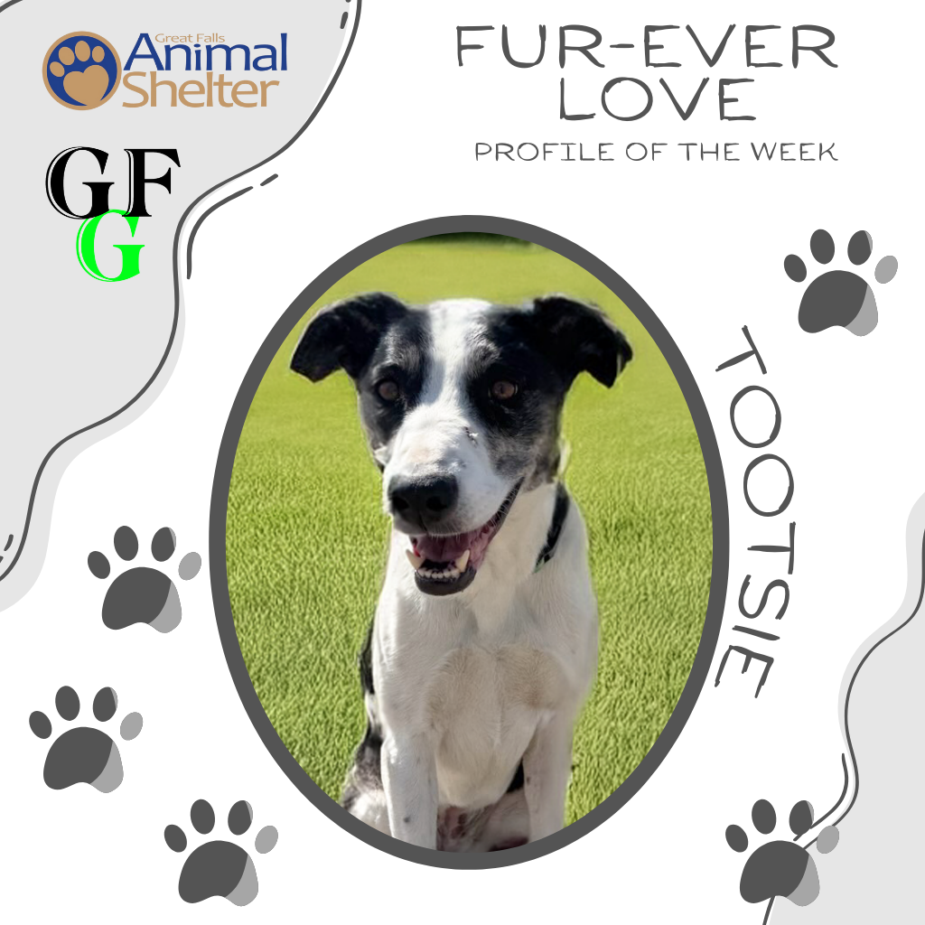 Fur-Ever Love - Tootsie