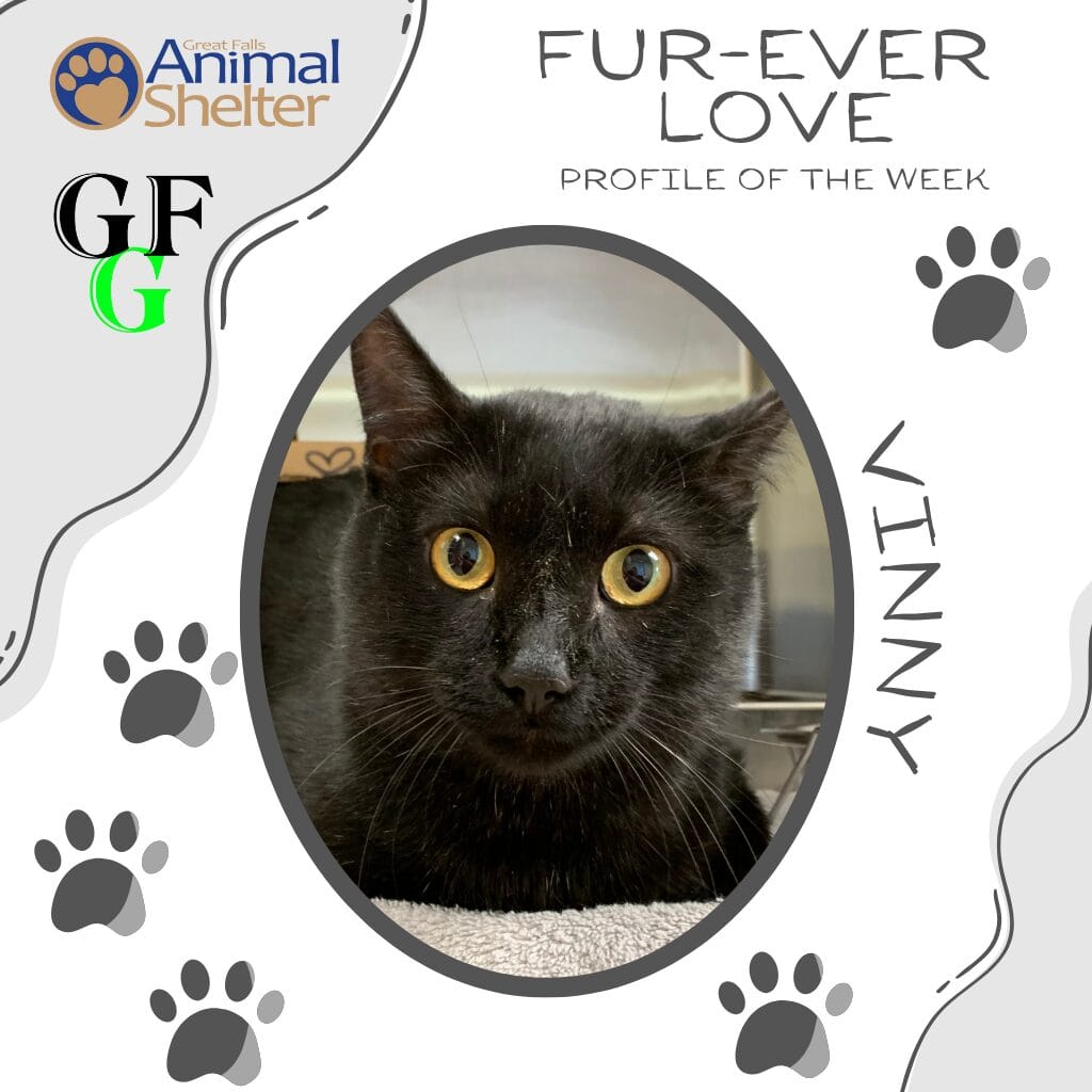 Fur-Ever Love - Vinny