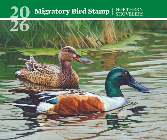 Kim Diment Named Winner of 2026 Migratory Bird Stamp Contest
