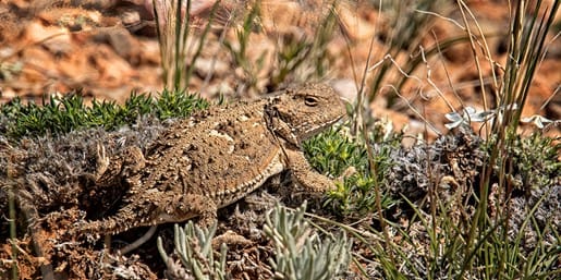 Montana Fish, Wildlife & Parks Seeks Sightings of Greater Short-Horned Lizards