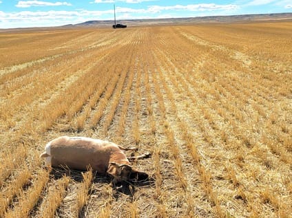 Game Wardens Seek Information on Pronghorn Poached Near Dutton