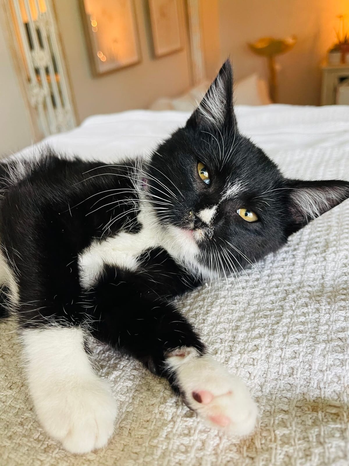 Pet Paw-See Animal Spotlight - Briar