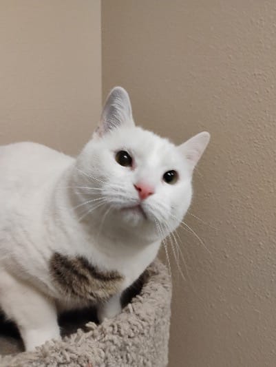 Pet Paw-See Animal Spotlight - Rio