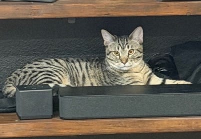 Pet Paw-See Animal Spotlight - Vinnie