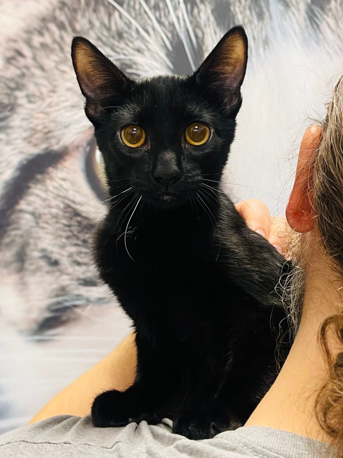 Pet Paw-See Animal Spotlight - Nandor