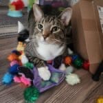 Pet Paw-See Animal Spotlight - Caelan