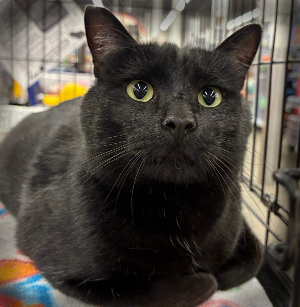Pet Paw-See Animal Spotlight - Morgan