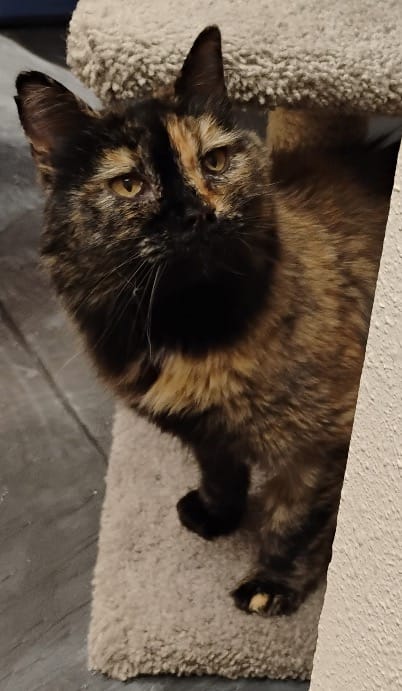 Pet Paw-See Animal Spotlight - Polly