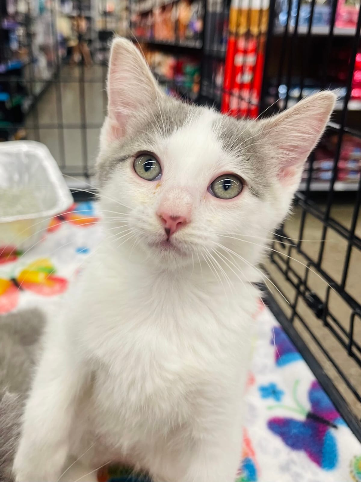 Pet Paw-See Animal Spotlight - Logan