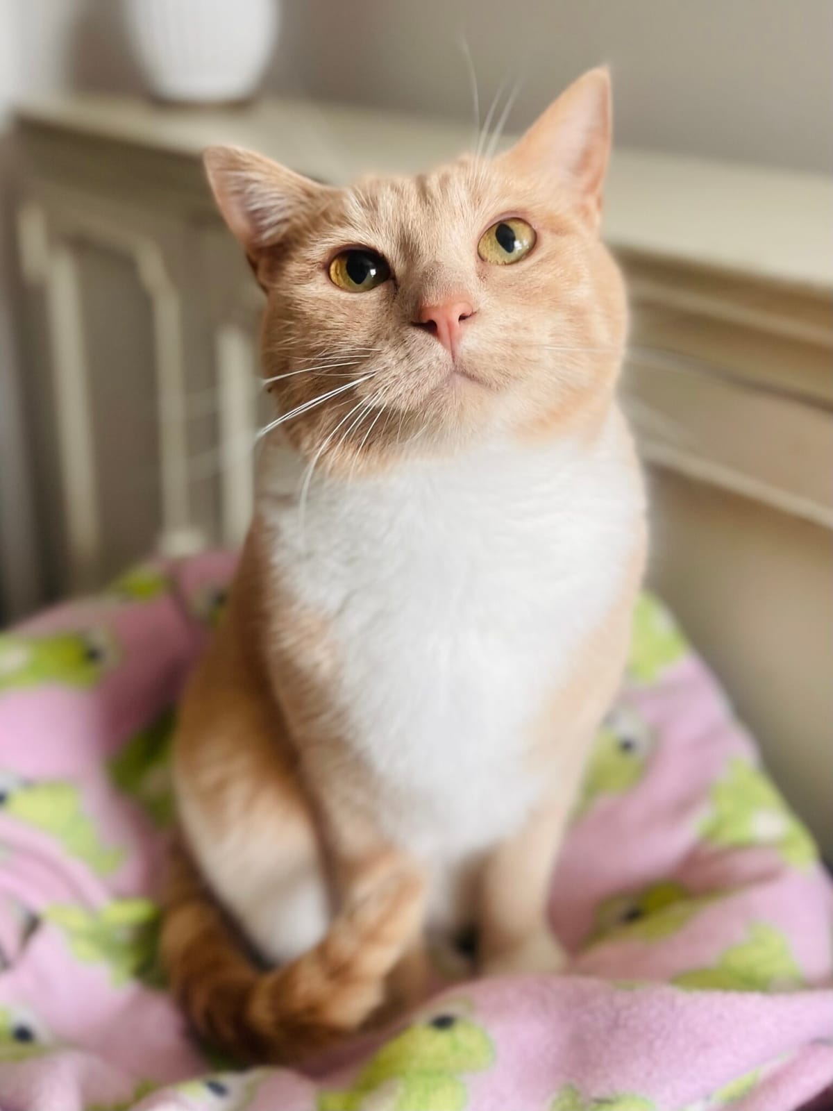 Pet Paw-See Animal Spotlight - Hollie