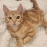 Pet Paw-See Animal Spotlight - Twist