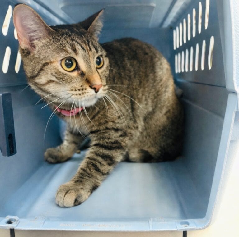 Pet Paw-See Animal Spotlight - Christmas