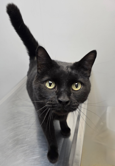 Pet Paw-See Animal Spotlight - Jasper