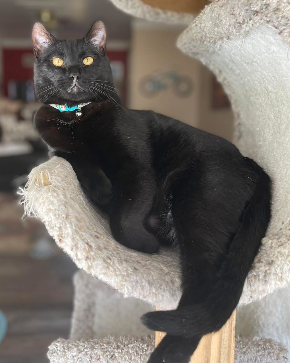 Pet Paw-See Animal Spotlight - Bruno