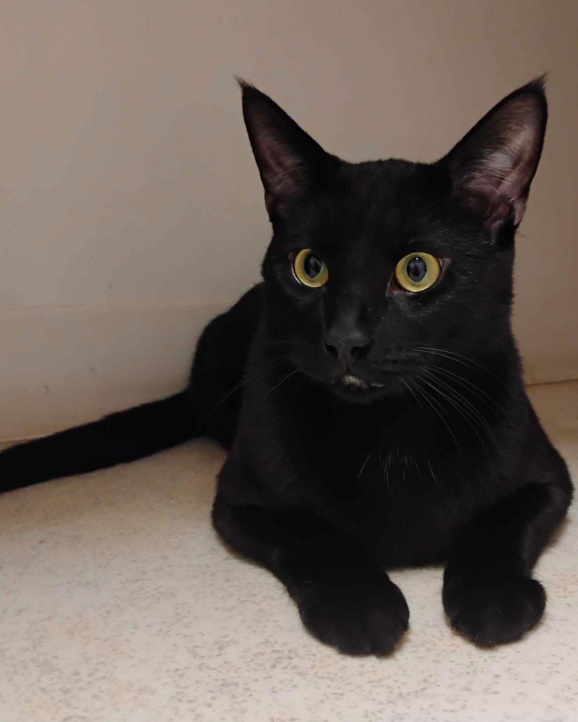 Pet Paw-See Animal Spotlight - Chester