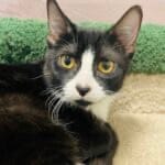 Pet Paw-See Animal Spotlight - Nadja