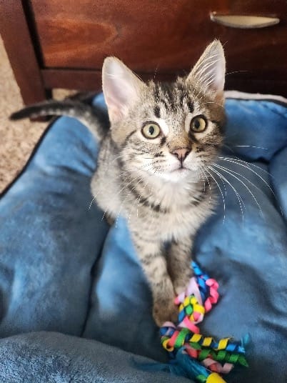 Pet Paw-See Animal Spotlight - Lenny