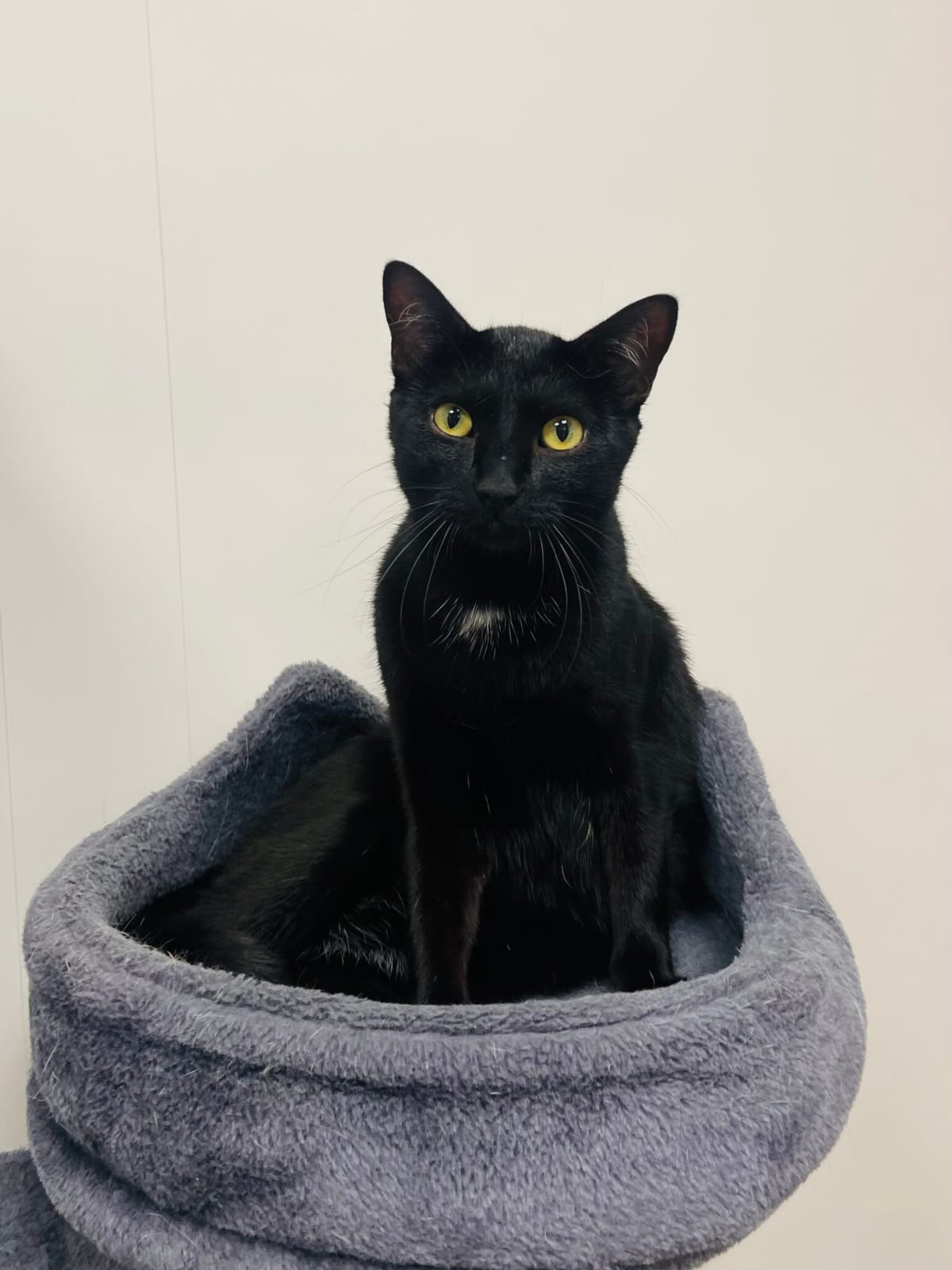Pet Paw-See Animal Spotlight - Franky