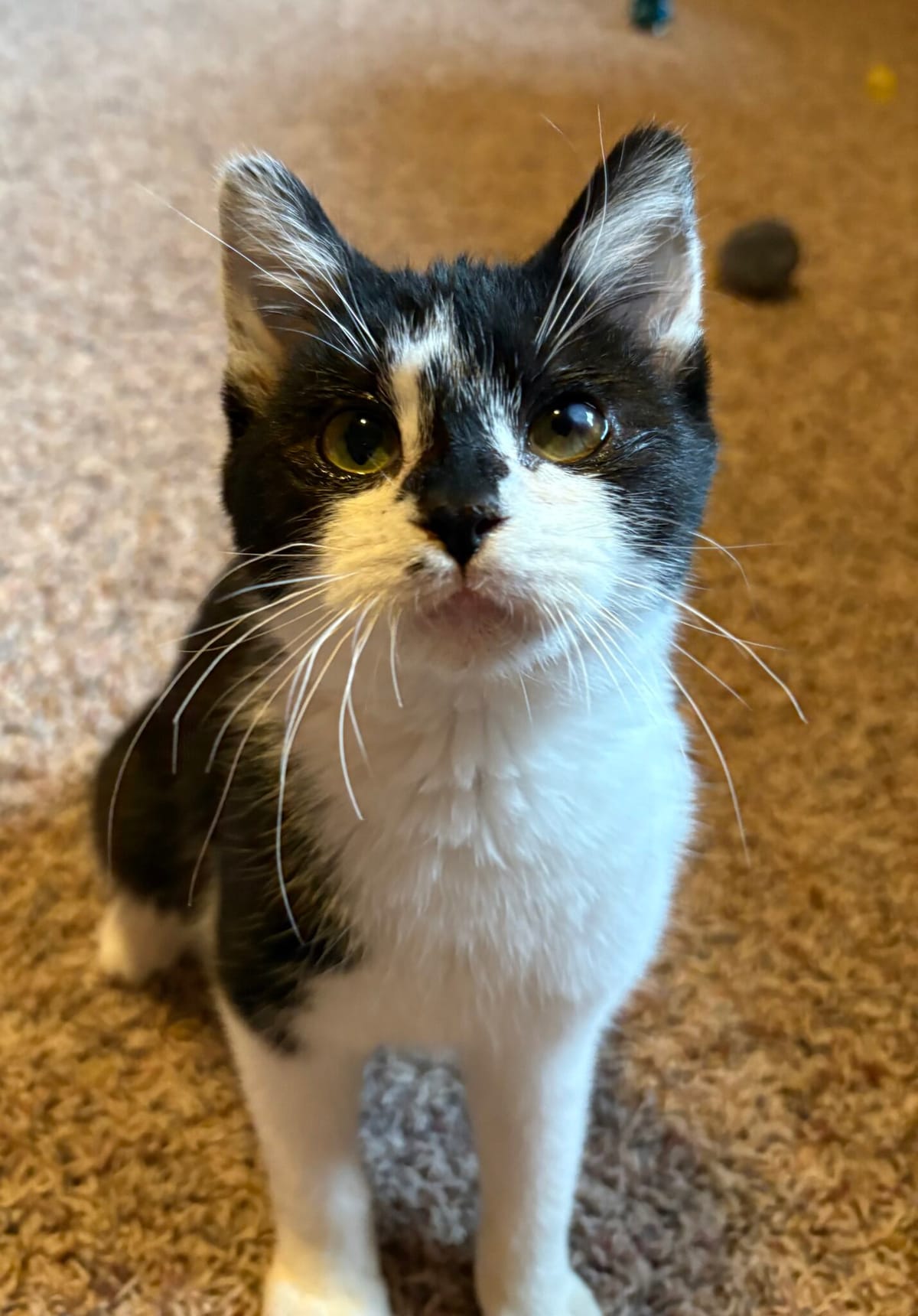Pet Paw-See Animal Spotlight - Spyder