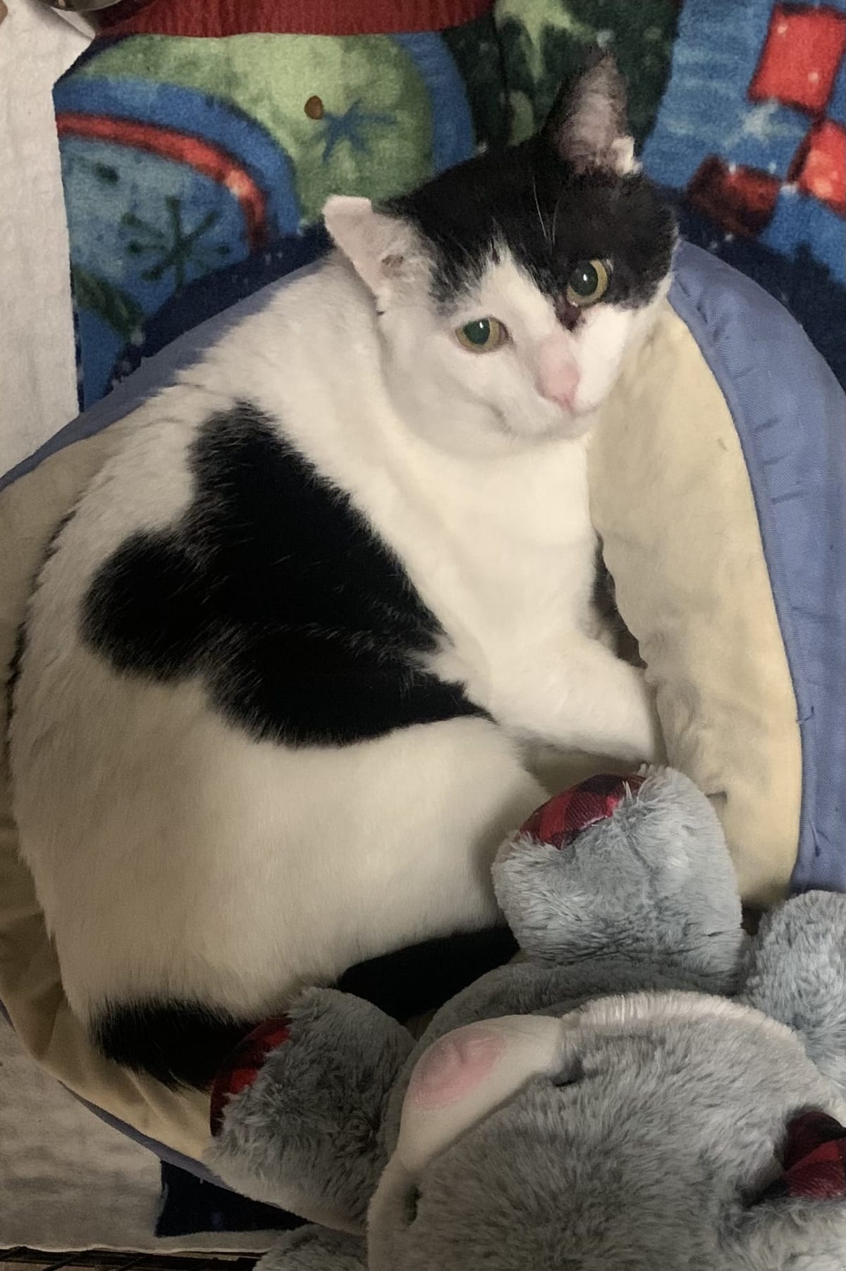 Pet Paw-See Animal Spotlight - Scott