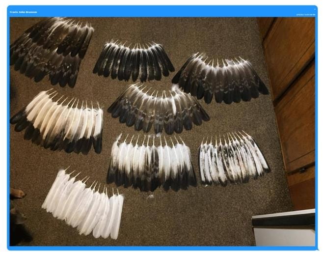 Man Sentenced for Conspiring to Hunt and Kill Bald Eagles, Golden Eagles, and Hawks