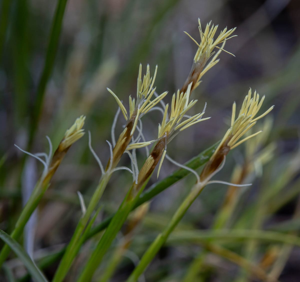Buck's Native Plant Corner - Elk Sedge