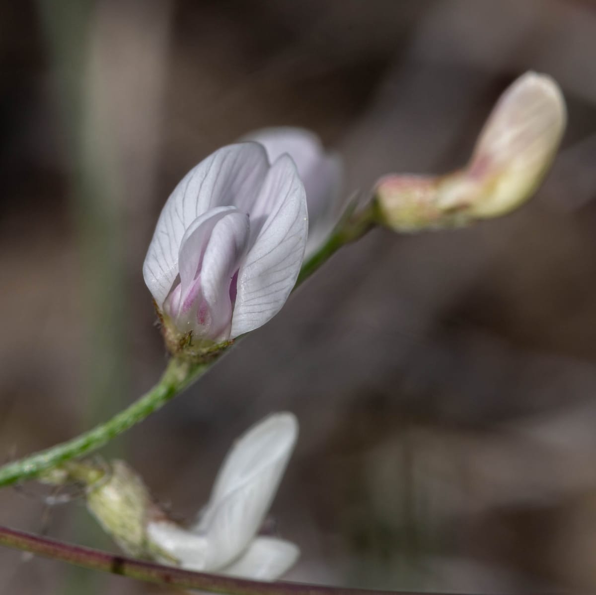 Montana Native Plant Society's Annual Meeting Offers a Glimpse into Southeast Montana's Flora