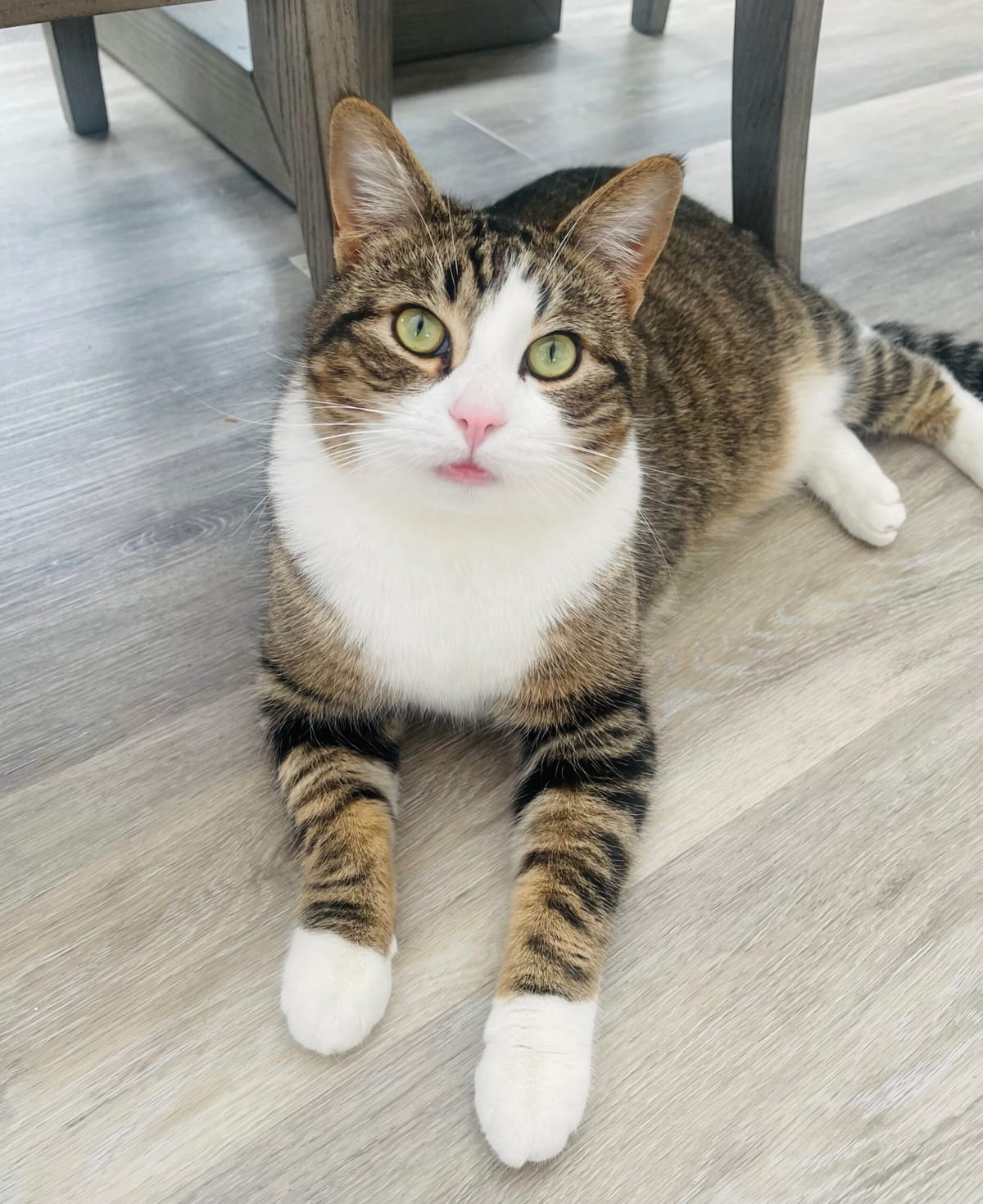 Pet Paw-See Animal Spotlight - Stuart