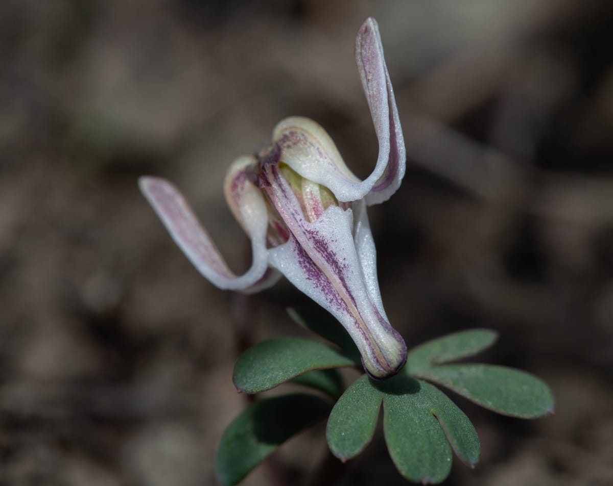Buck's Native Plant Corner - Steer’s Head