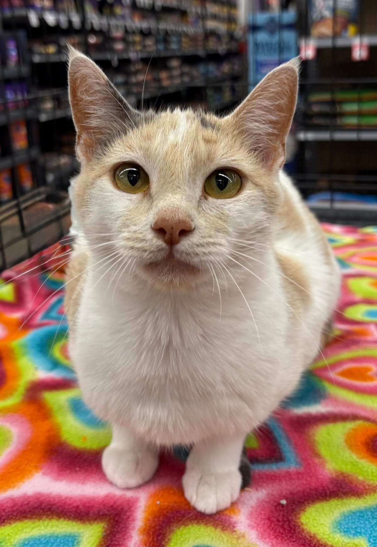 Pet Paw-See Animal Spotlight - Eliza