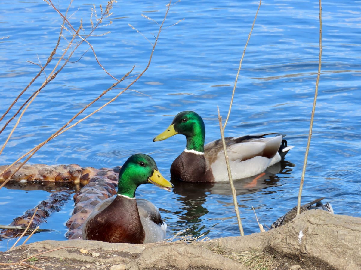Montana Fish, Wildlife & Parks Concludes Bighorn River Waterfowl Mortality Linked to Starvation