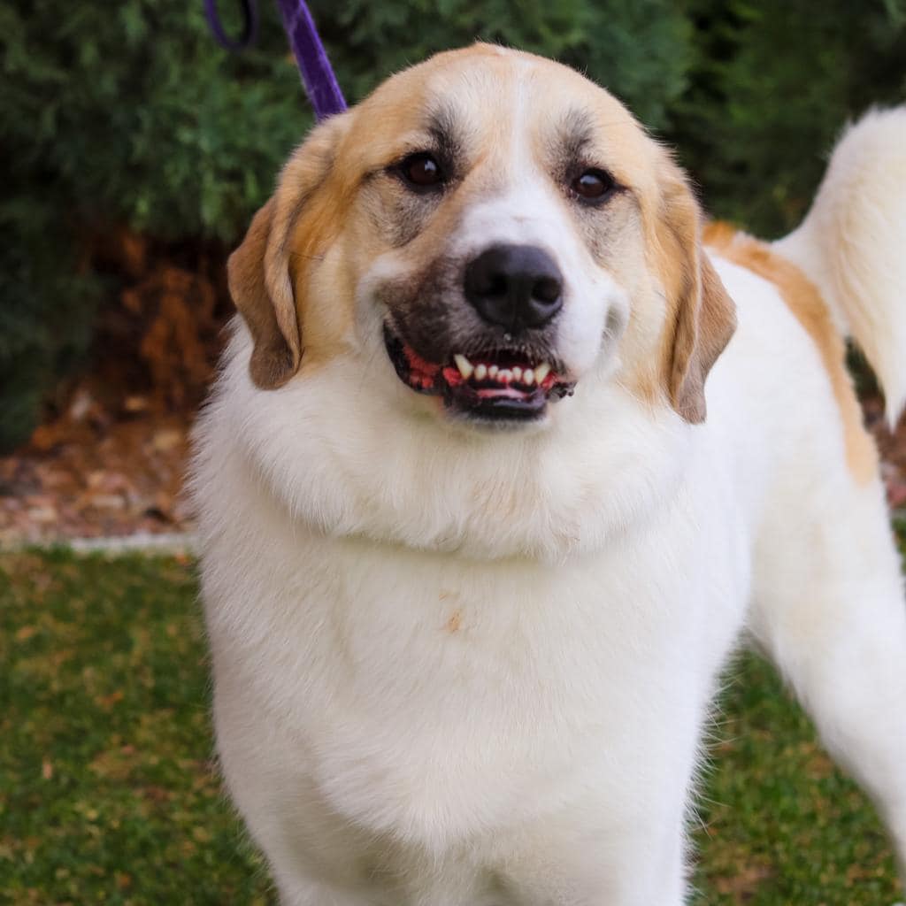 Maclean-Cameron Animal Adoption Center Pet of the Week - Mavis