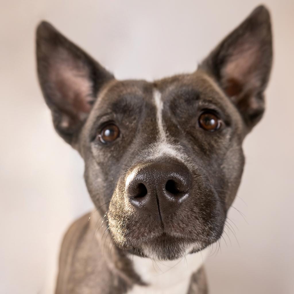 Maclean-Cameron Animal Adoption Center Pet of the Week - Luna