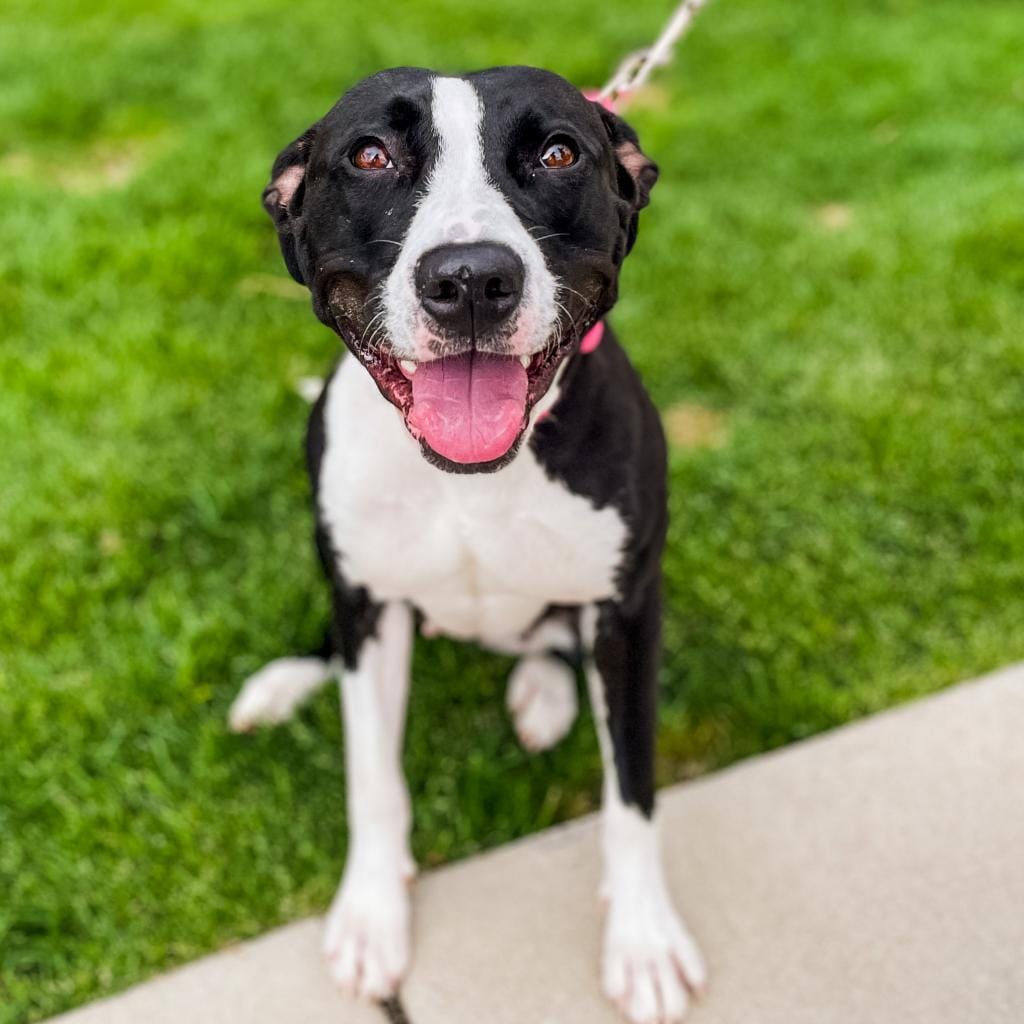 Maclean-Cameron Animal Adoption Center Pet of the Week - Minnie