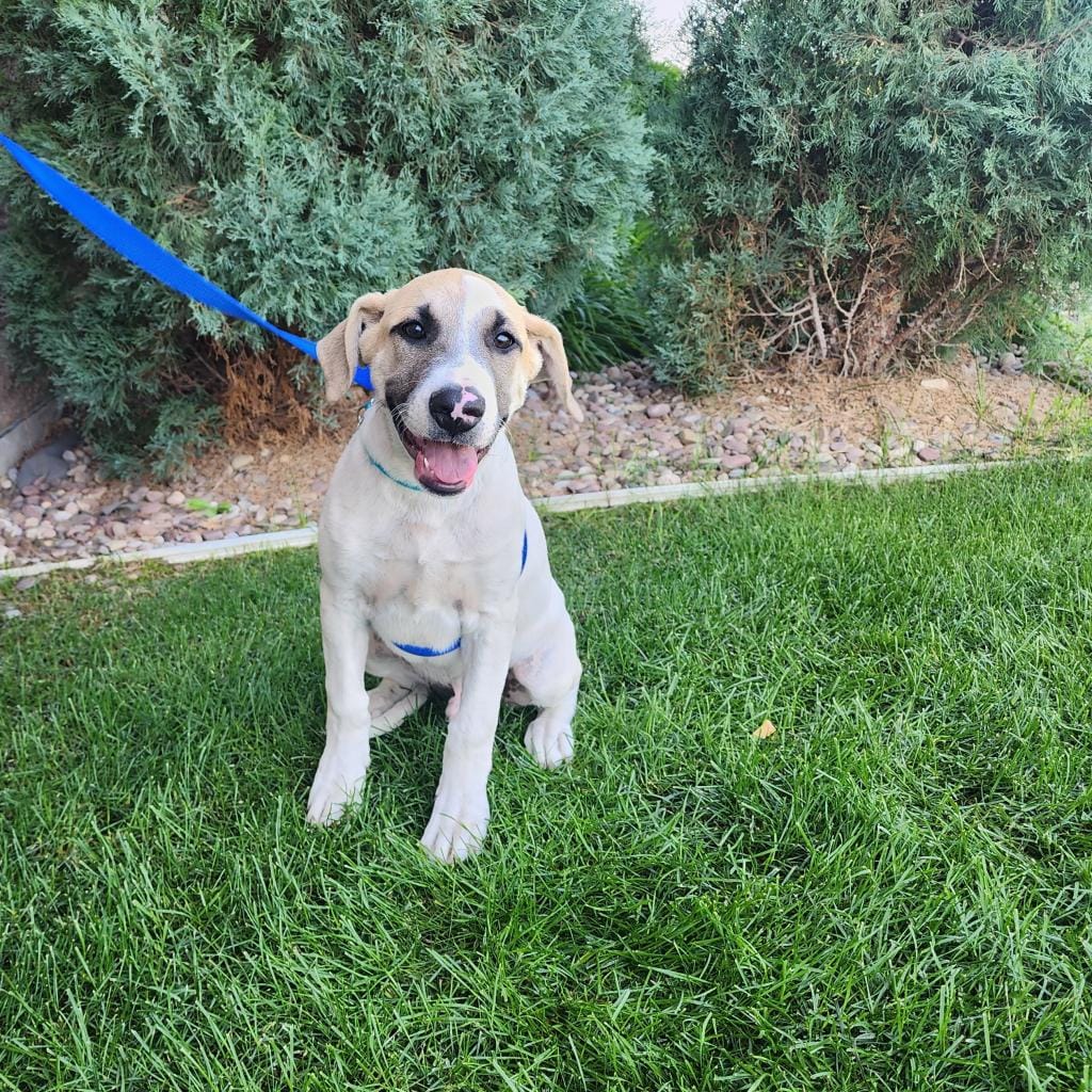 Maclean-Cameron Animal Adoption Center Pet of the Week - Puppy Party