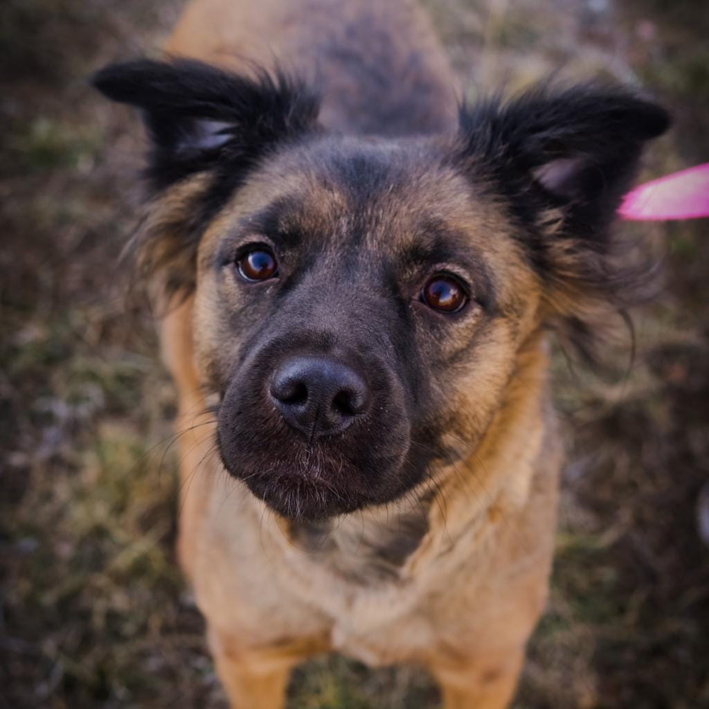 Maclean-Cameron Animal Adoption Center Pet of the Week - Milly