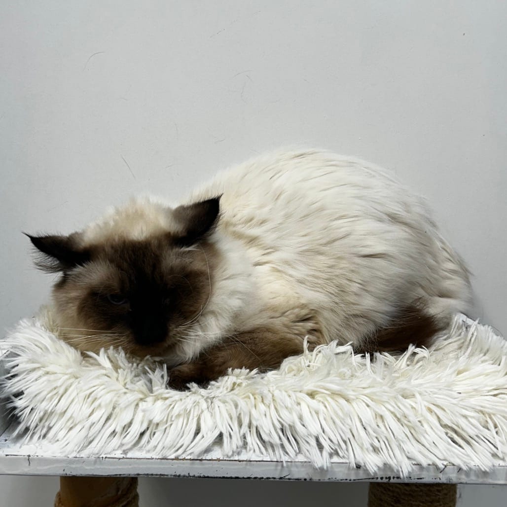 Maclean-Cameron Animal Adoption Center Pet of the Week - Moon and Boon